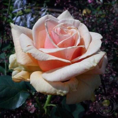 Роза Роял Бьюти - Dolina-Sad.Ru