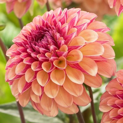 Георгина Палмарес Георгина Палмарес фото