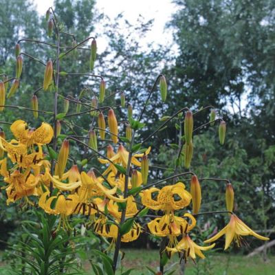 Лилия Лейхтлина Лилия Лейхтлина - Dolina-Sad.Ru