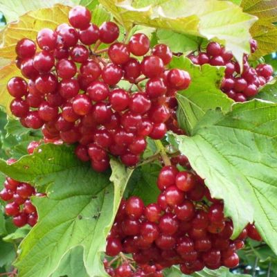 Калина Таежные Рубины Калина Таежные Рубины фото