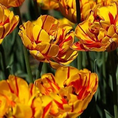 Тюльпан Голден Ницца Тюльпан Голден Ницца фото