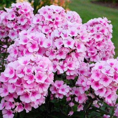 Флокс метельчатый Брайт Айс , x Флокс метельчатый Брайт Айс , x фото