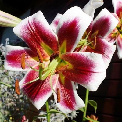 Лилия Джудит Саффинья (в горшке) Лилия Джудит Саффинья (в горшке) фото