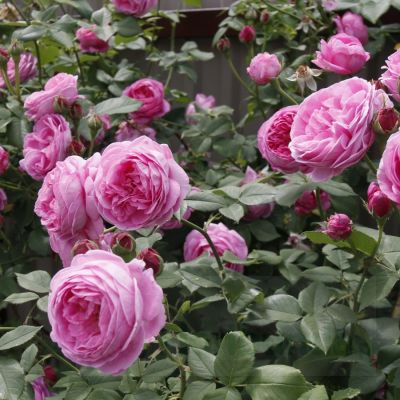 Роза Луис Одьер Роза Луис Одьер - Dolina-Sad.Ru