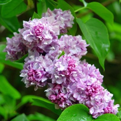 Сирень Катерина Хавемейер фото