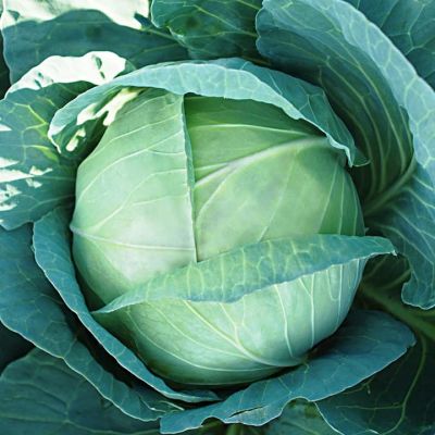 Капуста Белокочанная Вьюга Капуста Белокочанная Вьюга фото