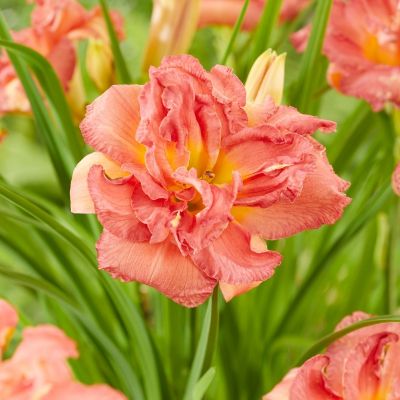 Лилейник Дабл Пинк Зефир Лилейник Дабл Пинк Зефир - Dolina-Sad.Ru