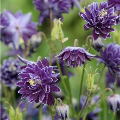 Аквилегия махровая Криста Барлоу Аквилегия махровая Криста Барлоу - Dolina-Sad.Ru