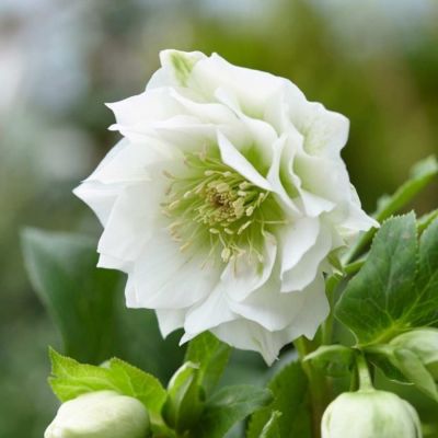 Морозник Дубль Вайт - Dolina-Sad.Ru