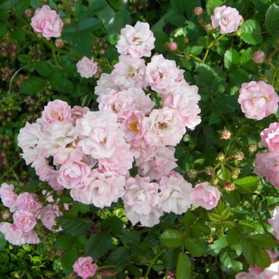 Роза Баллада Роза Баллада - Dolina-Sad.Ru