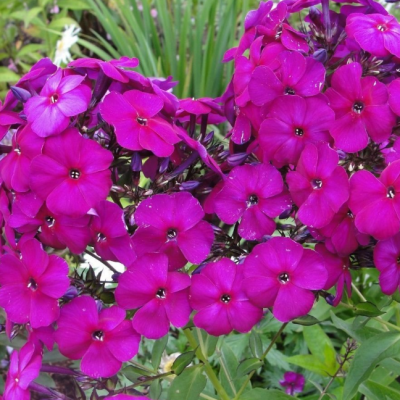 Флокс метельчатый Аида Флокс метельчатый Аида фото