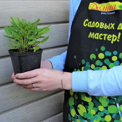 Чистец Монье Хуммело Чистец Монье Хуммело фото