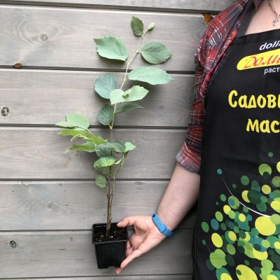 Фотергилла средняя Блю Шадоу Фотергилла средняя Блю Шадоу фото