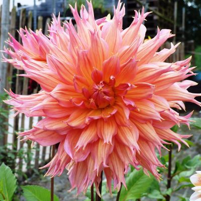 Георгина Омега (Гиганты) Георгина Омега (Гиганты) фото