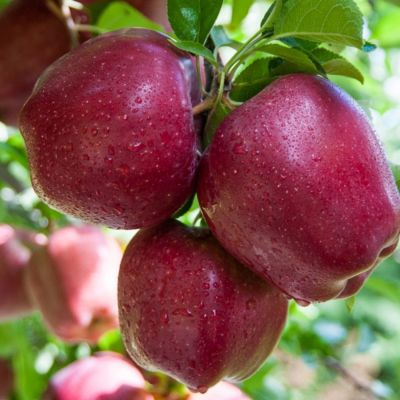 Яблоня Ред Делишс - Dolina-Sad.Ru