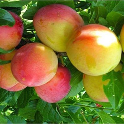 Слива Скороплодная Слива Скороплодная фото