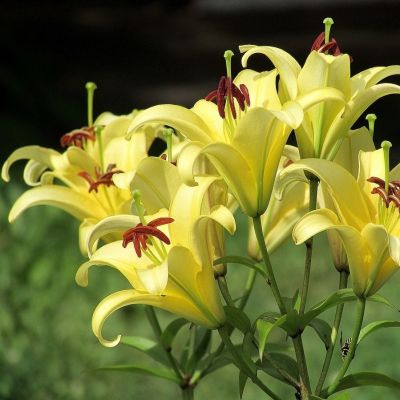 Лилия Йеллоуин Лилия Йеллоуин фото