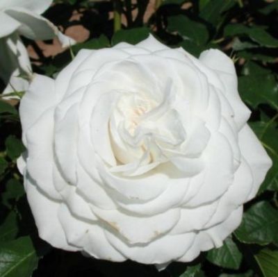 Роза Штамбовая Анна Пурна Роза Штамбовая Анна Пурна - Dolina-Sad.Ru