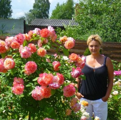 Роза Августина Роза Августина фото