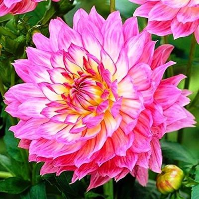 Георгина Сингер фото