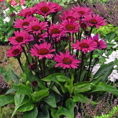 Эхинацея Фатал Эттрэкшн - Dolina-Sad.Ru