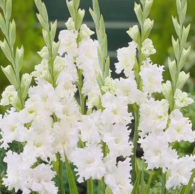 Гладиолус Сноуи Раффл Гладиолус Сноуи Раффл фото