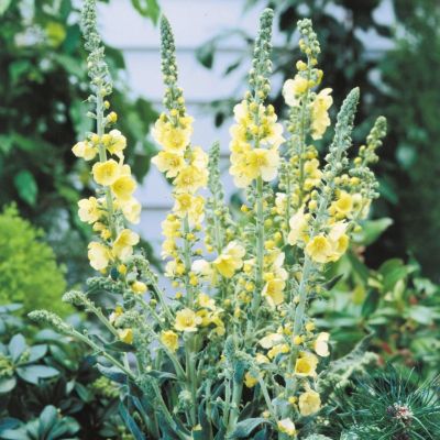 Коровяк Гейнсборо Коровяк Гейнсборо - Dolina-Sad.Ru