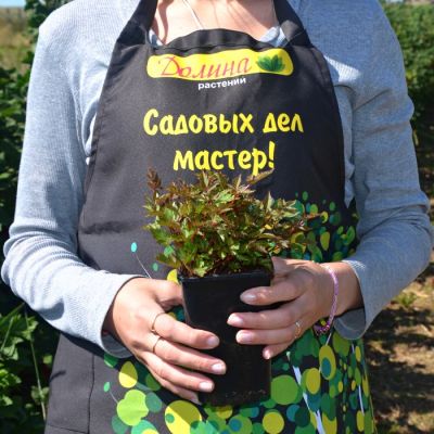 Астильба Арендса Дарвинс Дрим Астильба Арендса Дарвинс Дрим - Dolina-Sad.Ru