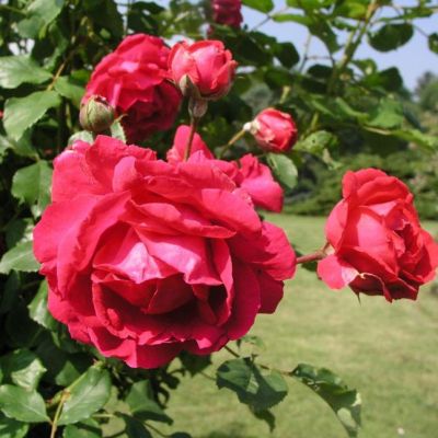 Роза Полс Скарлет Роза Полс Скарлет - Dolina-Sad.Ru