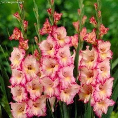 Гладиолус Дольче Вита (6шт) Гладиолус Дольче Вита (6шт) фото