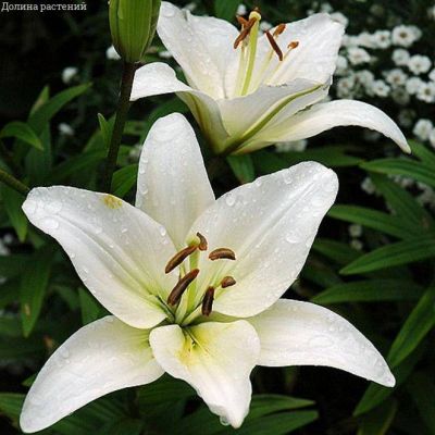 Лилия Навона за рубль. фото