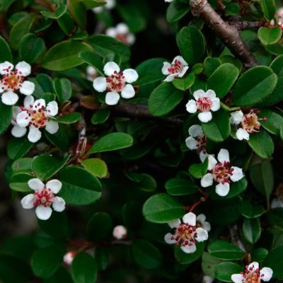 Кизильник Даммера Айххольц Кизильник Даммера Айххольц - Dolina-Sad.Ru