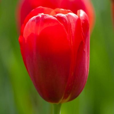 Тюльпан Скай Хай Скарлет Тюльпан Скай Хай Скарлет фото
