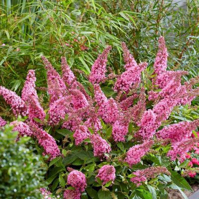 Буддлея Давида Баттерфляй Канди Литл Пинк Буддлея Давида Баттерфляй Канди Литл Пинк - Dolina-Sad.Ru