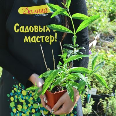 Буддлея Давида Вайт Профьюжн Буддлея Давида Вайт Профьюжн - Dolina-Sad.Ru