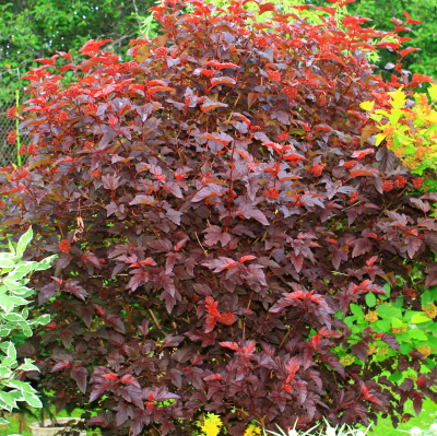 Пузыреплодник калинолистный Ред Барон, С2. - Dolina-Sad.Ru