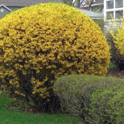 Форзиция овальная Спринг Глори Форзиция овальная Спринг Глори фото