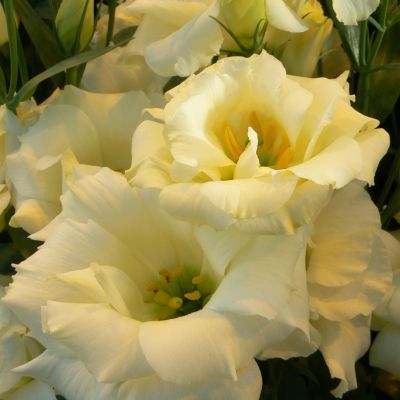 Эустома Алисса желтая F1, гранул. пробирка Эустома Алисса желтая F1, гранул. пробирка - Dolina-Sad.Ru