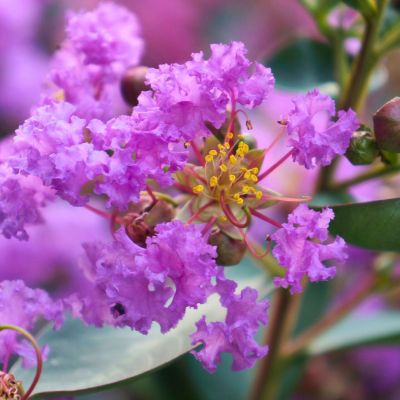 Лагерстремия индийская Этернал Лагерстремия индийская Этернал - Dolina-Sad.Ru