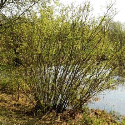 Ива Тетрапла - Dolina-Sad.Ru