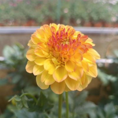 Георгина Санни Бой - Dolina-Sad.Ru