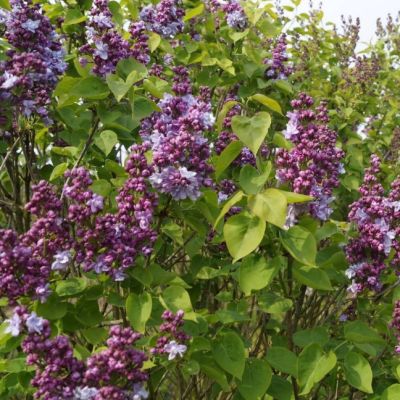 Сирень Катерина Хавемейер фото