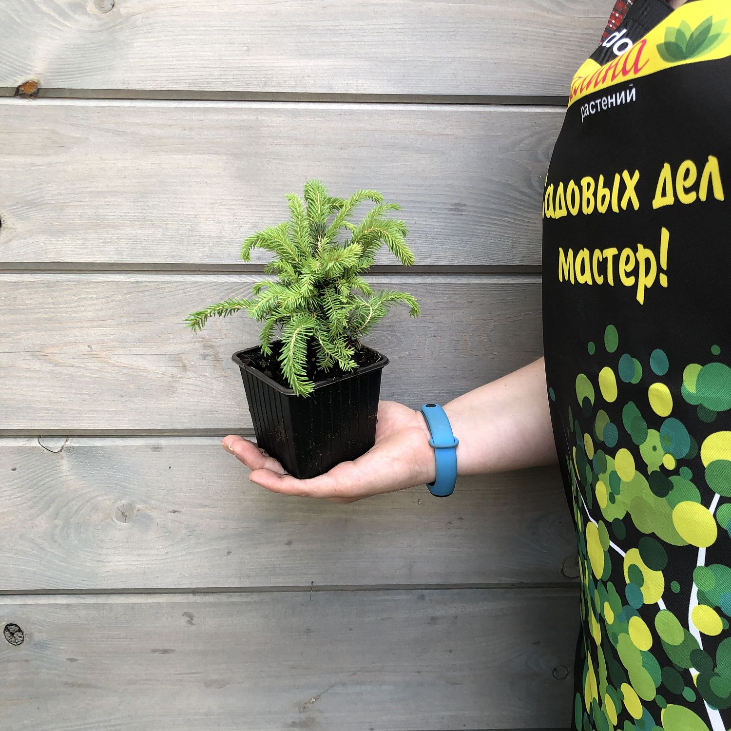 Ель Нидиформис фото