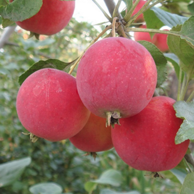 Яблоня Горноалтайская Яблоня Горноалтайская - Dolina-Sad.Ru