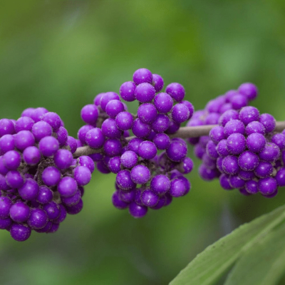 Красивоплодник бодиньера Жиральда 1 Красивоплодник бодиньера Жиральда 1 фото