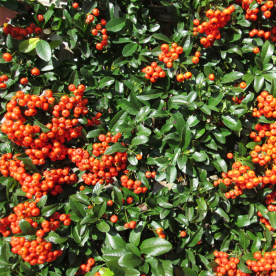 Пираканта Файелайт Пираканта Файелайт фото