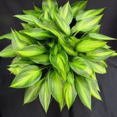 Хоста Аиша Хоста Аиша - Dolina-Sad.Ru