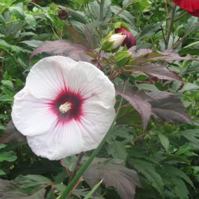 Гибискус Веселое Сердце Гибискус Веселое Сердце фото