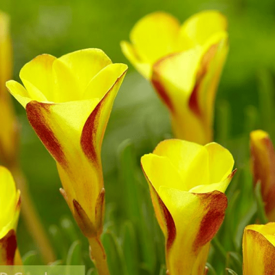 Кислица Голден Кейп Кислица Голден Кейп фото