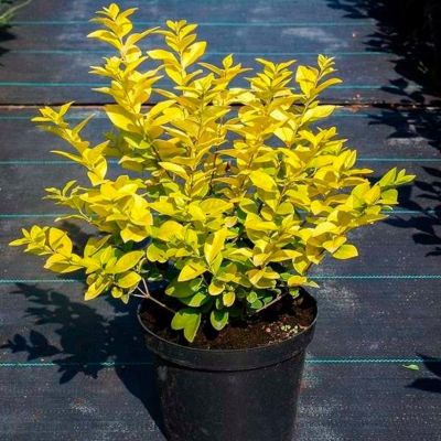 Бирючина Викарий Бирючина Викарий - Dolina-Sad.Ru